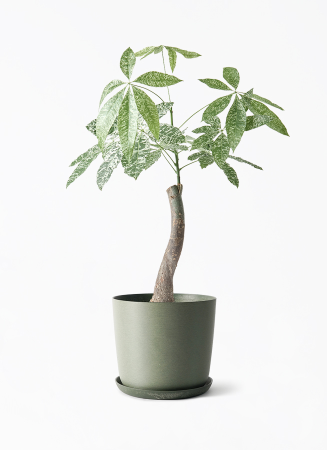 観葉植物 パキラ 6号 斑入り エステリ グリーン 付き | 観葉植物なら 