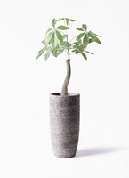 観葉植物 パキラ 6号 斑入り ラウンド 付き | 観葉植物ならHitoHana