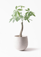 観葉植物 パキラ 6号 斑入り ラウンド 付き | 観葉植物ならHitoHana