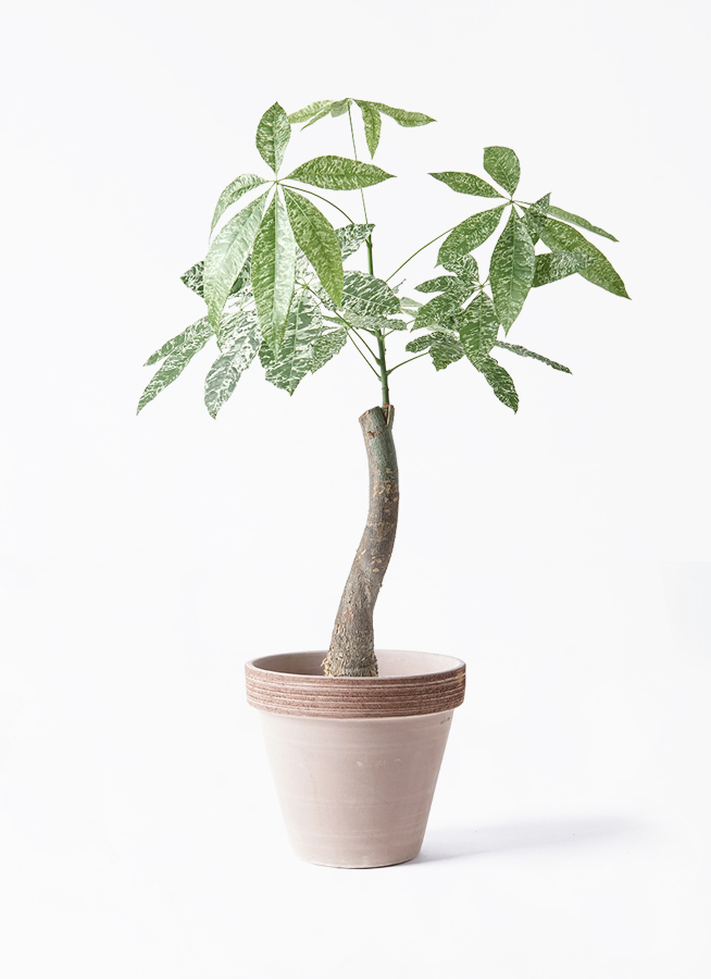 パキラ　斑入りパキラ　　観葉植物　7号　約85センチ 観葉植物 パキラ 7号 斑入り パボ ジャー アースブラウン 付き