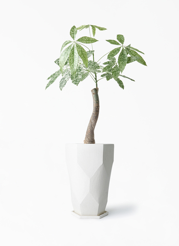 観葉植物 パキラ 6号 斑入り Ceramic Pot (セラミック) トールタイプ