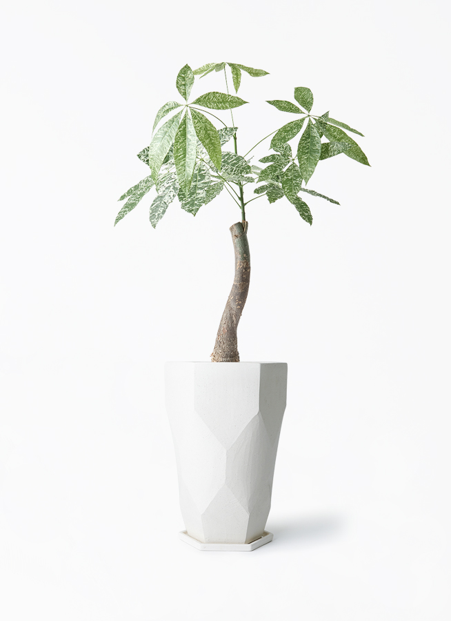 パキラ24出品 1.jpg?1513656561