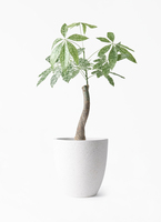パキラ　斑入り　約4号鉢　No.006　鉢、送料込 観葉植物 パキラ 6号 斑入り ラウンド 付き | 観葉植物ならHitoHana