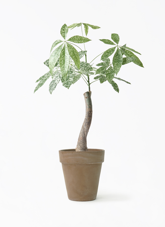 k*o様 パキラ　斑入りパキラ　　観葉植物　7号　約115センチ pachira-2207_1.jpg?1754448426