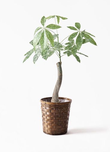 k*o様 パキラ　斑入りパキラ　　観葉植物　7号　約115センチ 観葉植物 パキラ 7号 斑入り パボ ミドル オフホワイト 付き