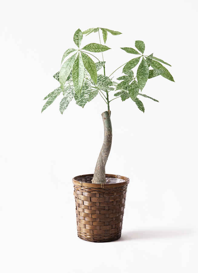 k*o様 パキラ　斑入りパキラ　　観葉植物　7号　約115センチ pachira-2150_1.jpg?1754448524