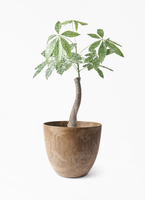 pachira-2147_1.jpg?1754448531