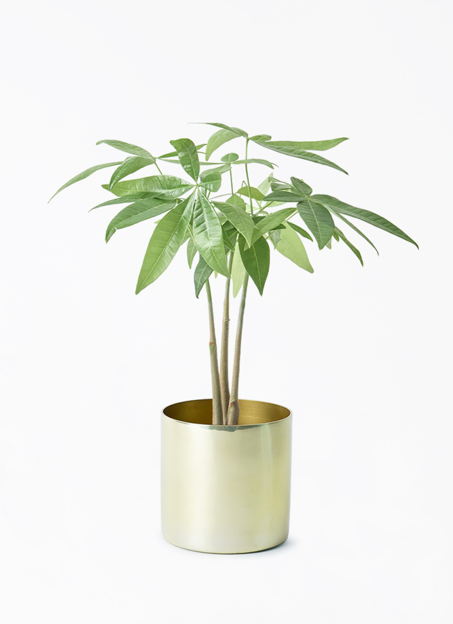 観葉植物 パキラ 3号 寄せ ラーケルシリンダー 11 ゴールド 付き