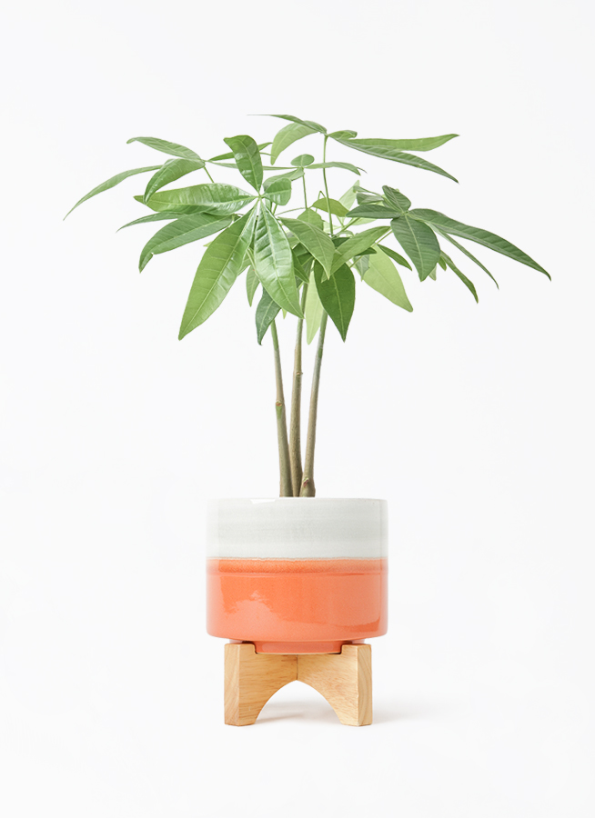 観葉植物 パキラ 3号 寄せ レニタ 15 スタンド 付き | 観葉植物なら