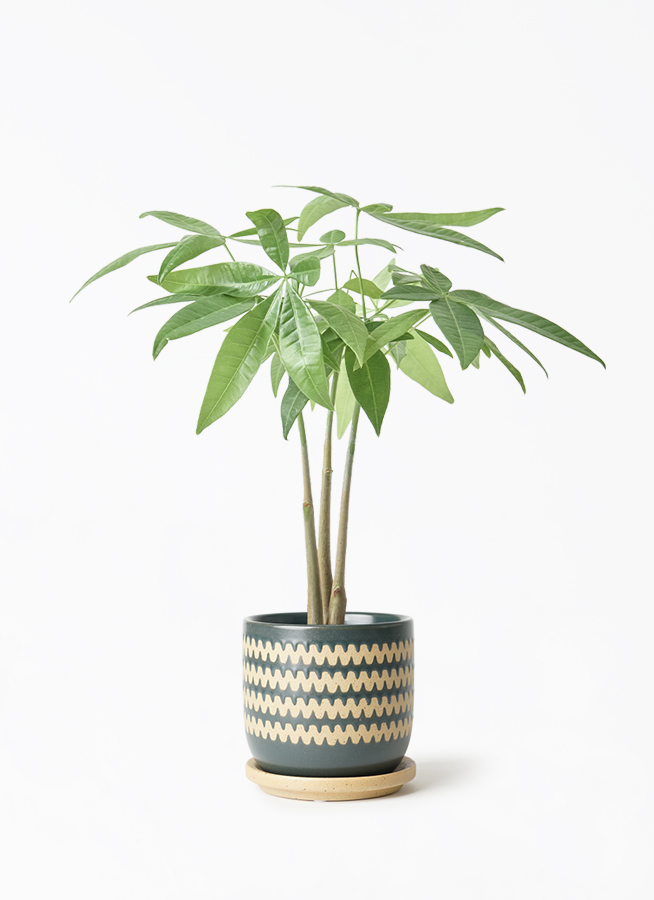 パキラページ 観葉植物 パキラ 3号 寄せ インナ 11 G 付き | 観葉植物ならHitoHana