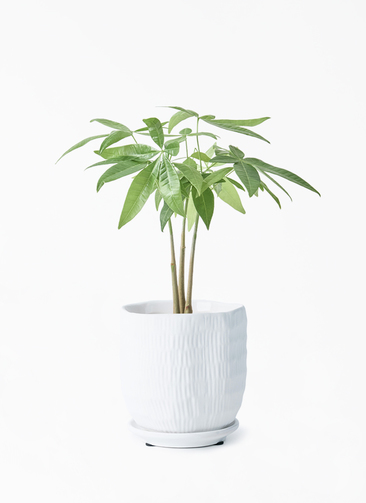 ハル　　パキラ 観葉植物 約30cm 観葉植物 パキラ 3号 寄せ ハピ 白 S 付き | 観葉植物なら