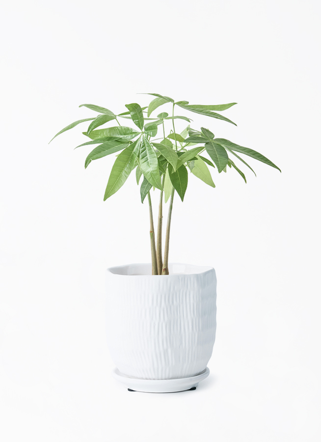 観葉植物 パキラ 3号 寄せ ハピ 白 S 付き | 観葉植物なら