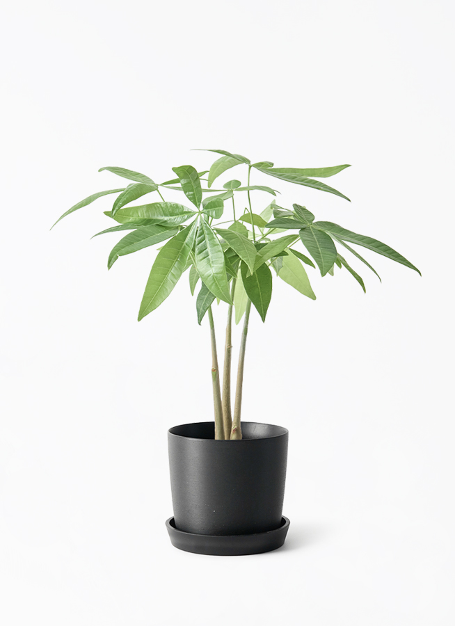 週末限定　値下げ中　新芽　豪華　大株　パキラ 　約110㎝　観葉植物　パキラ  　三つ編み パキラ ミルキーウェイ I インドアプランツ I プラントソサエティ