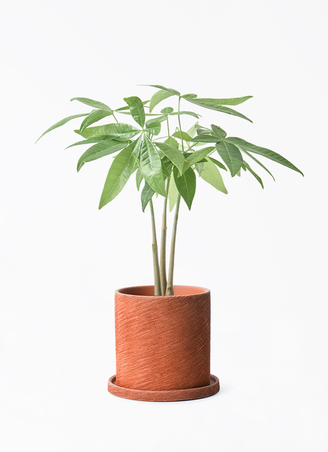 【バラ売り不可】アロマ軸植物族【エクストラ付き】 楽天市場】パキラ（幹太） キューブ型 ガラス容器 1鉢