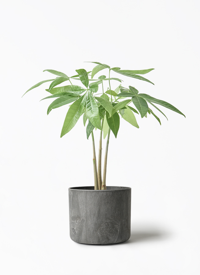 観葉植物 パキラ 3号 寄せ マリナ 黒 L 付き | 観葉植物ならHitoHana 