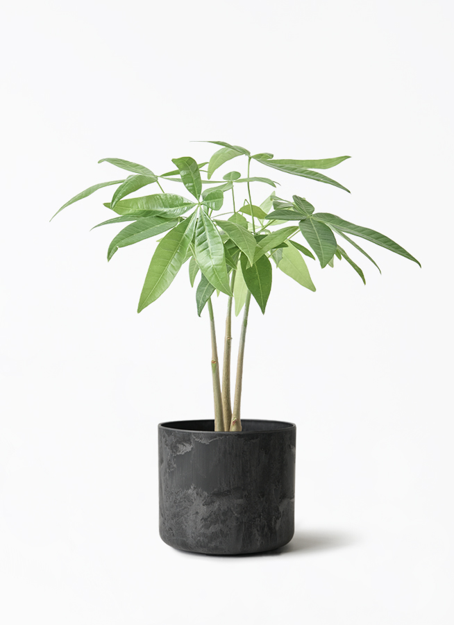 成熟したパキラ 約1.5メートル 白鉢 観葉植物 パキラ 3号 寄せ ハピ 白 S 付き | 観葉植物なら