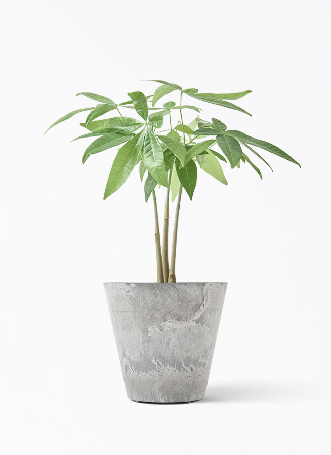 観葉植物 パキラ 3号 寄せ エステリ グリーン 付き | 観葉植物なら