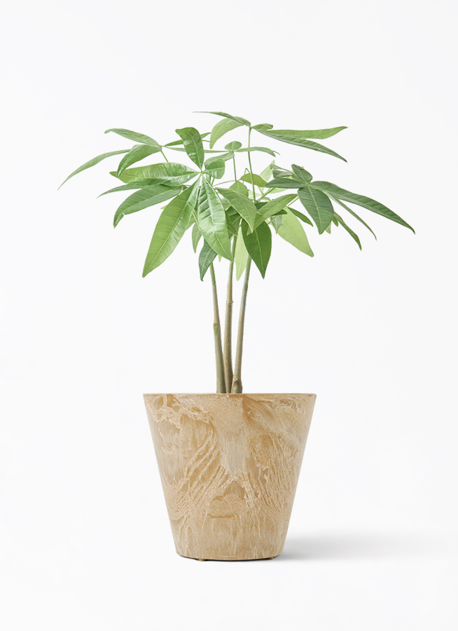 観葉植物 パキラ 3号 寄せ ハピ 白 S 付き | 観葉植物なら
