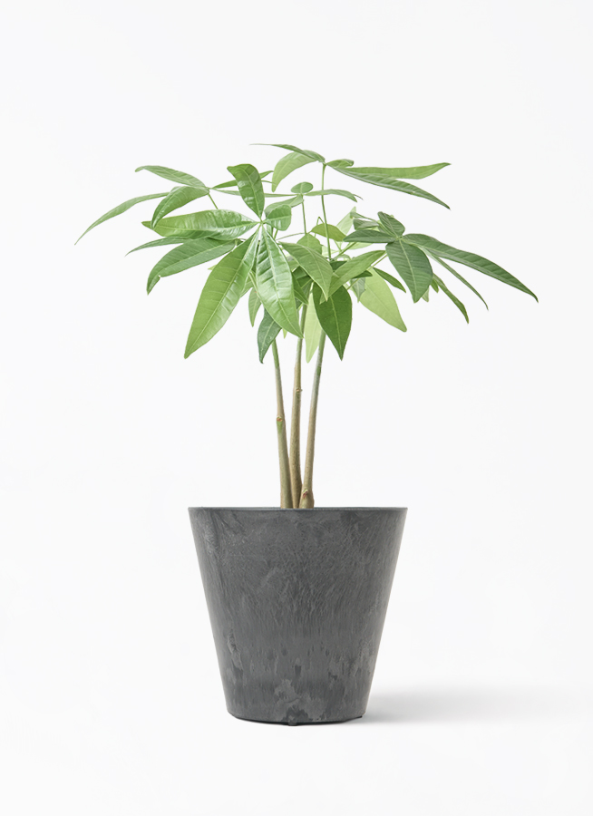 観葉植物 パキラ 3号 寄せ レータ 15 W & スタンド ホワイト 付き