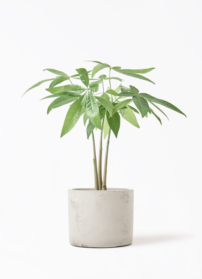 観葉植物 パキラ 3号 寄せ エステリ グリーン 付き | 観葉植物