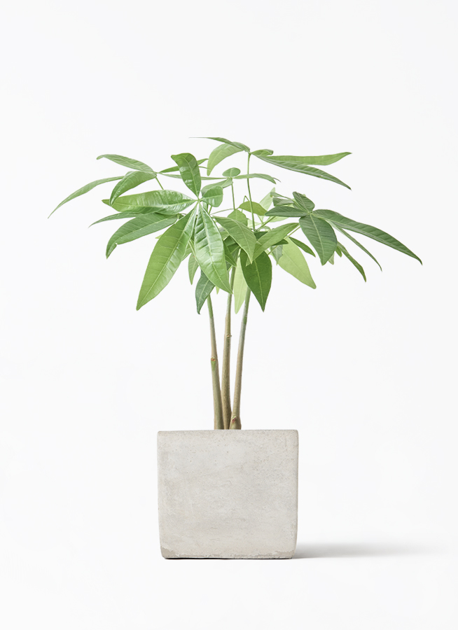 観葉植物 パキラ 3号 寄せ ハピ 白 S 付き | 観葉植物なら
