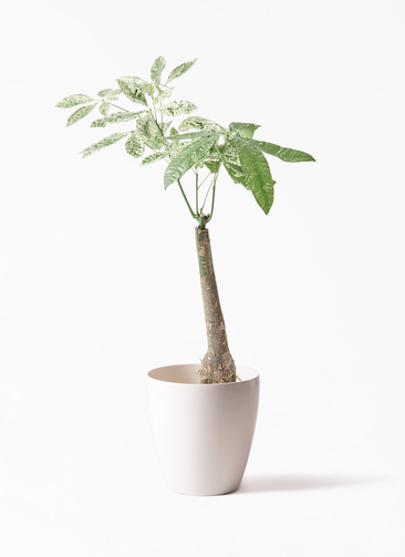 観葉植物 パキラ 7号 斑入り ラスターポット 付き | 観葉植物なら