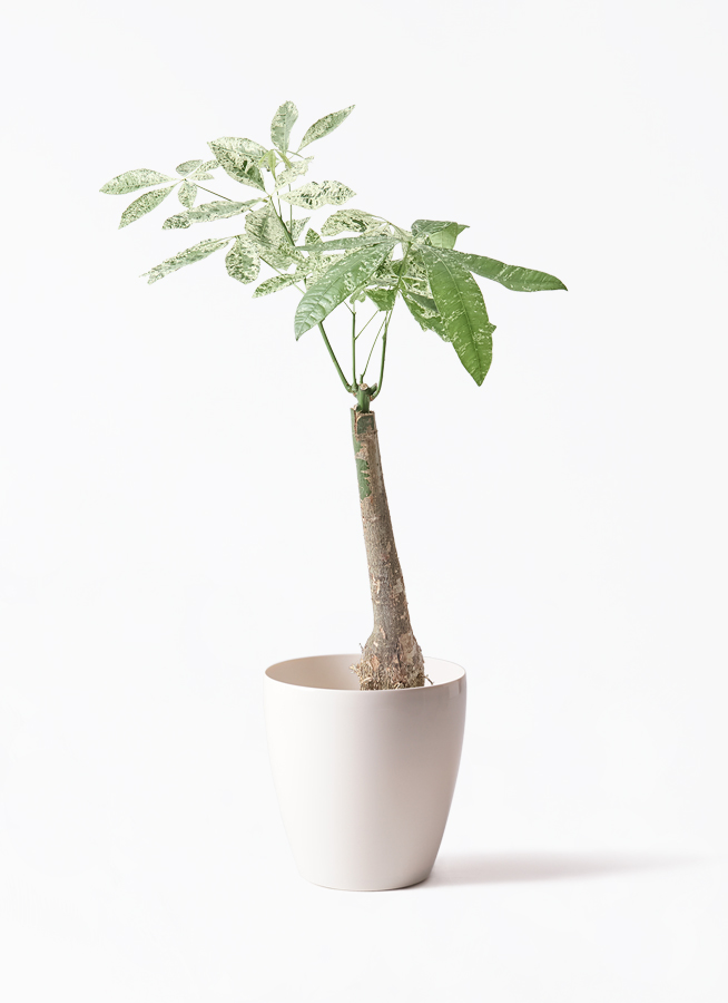 k*o様 パキラ　斑入りパキラ　　観葉植物　7号　約115センチ 観葉植物 パキラ 7号 斑入り パボ ジャー オフホワイト 付き