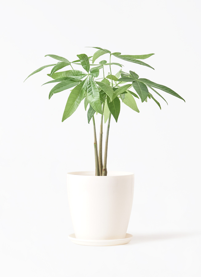 観葉植物 パキラ 3号 寄せ ハピ 白 S 付き | 観葉植物なら