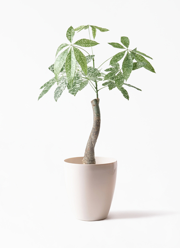 ぱきら（感謝） 観葉植物 パキラ 6号 斑入り ラスターポット 付き | 観葉植物