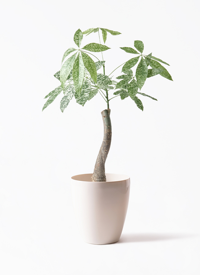 観葉植物 パキラ 6号 斑入り プラスチック鉢 | 観葉植物なら