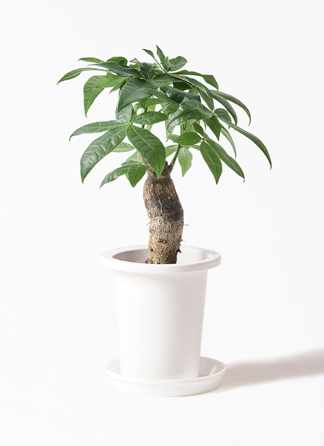 観葉植物 パキラ 6号 極太 プラスチック鉢 | 観葉植物ならHitoHana