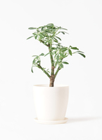 観葉植物 シェフレラ コンパクタ 3号 朴 斑入り ルーツ 11 H グレー