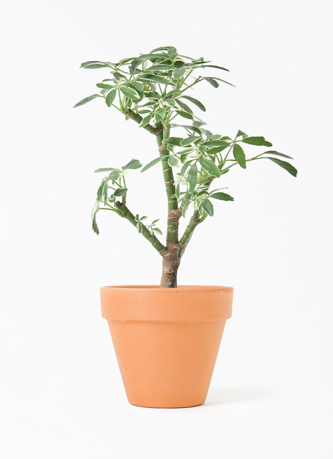 観葉植物 シェフレラ コンパクタ 3号 朴 斑入り プラスチック鉢 | 観葉