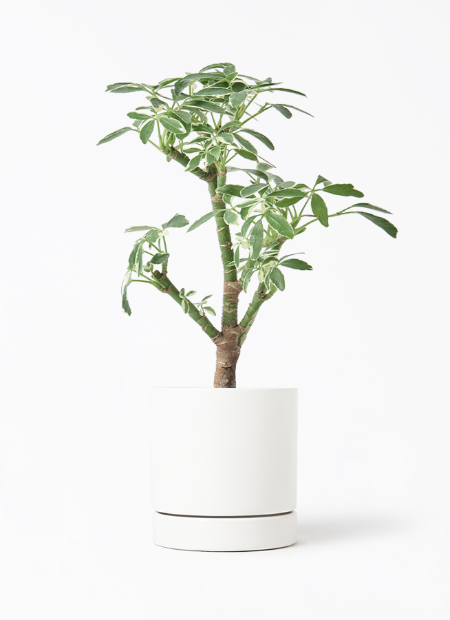 観葉植物 シェフレラ コンパクタ シェフレラ コンパクタ 3号 | 観葉植物通販HitoHana(ひとはな)