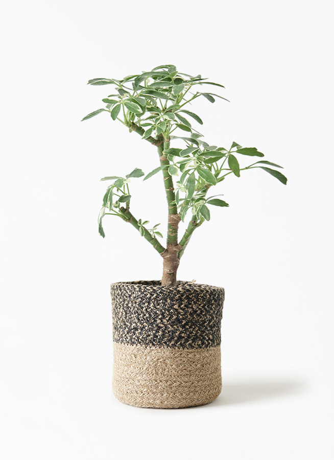 観葉植物 シェフレラ コンパクタ 3号 朴 斑入り プラスチック鉢 | 観葉