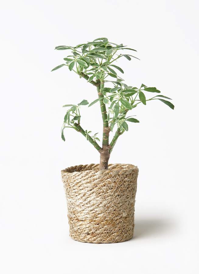 観葉植物 シェフレラ コンパクタ 3号 朴 斑入り プラスチック鉢 | 観葉