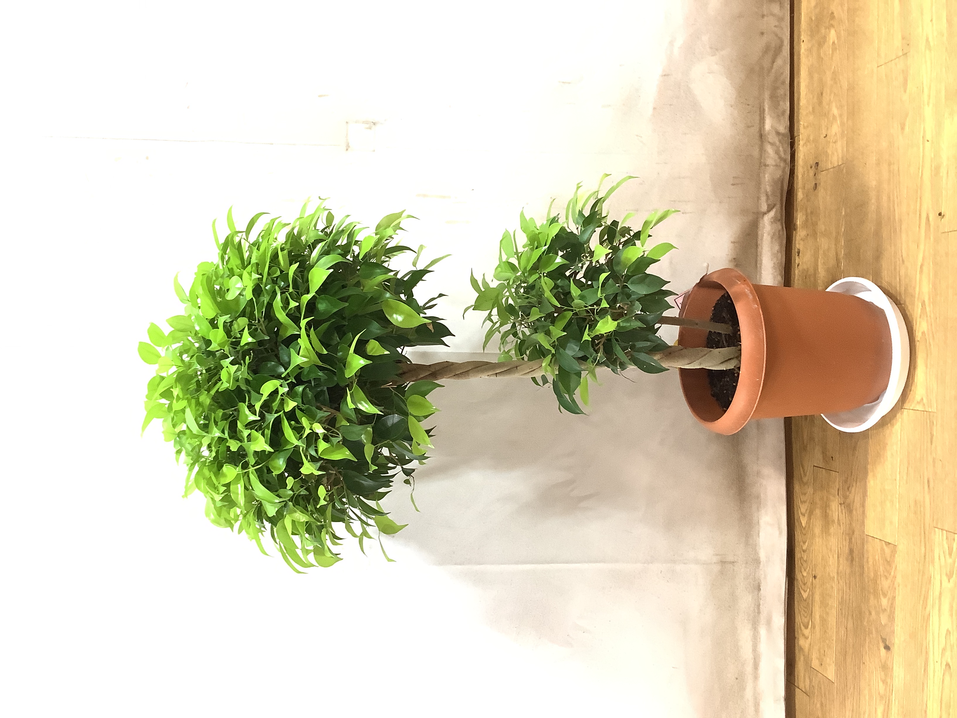 観葉植物 フィカス ベンジャミン【105cm】 8号 玉造り ゴールド