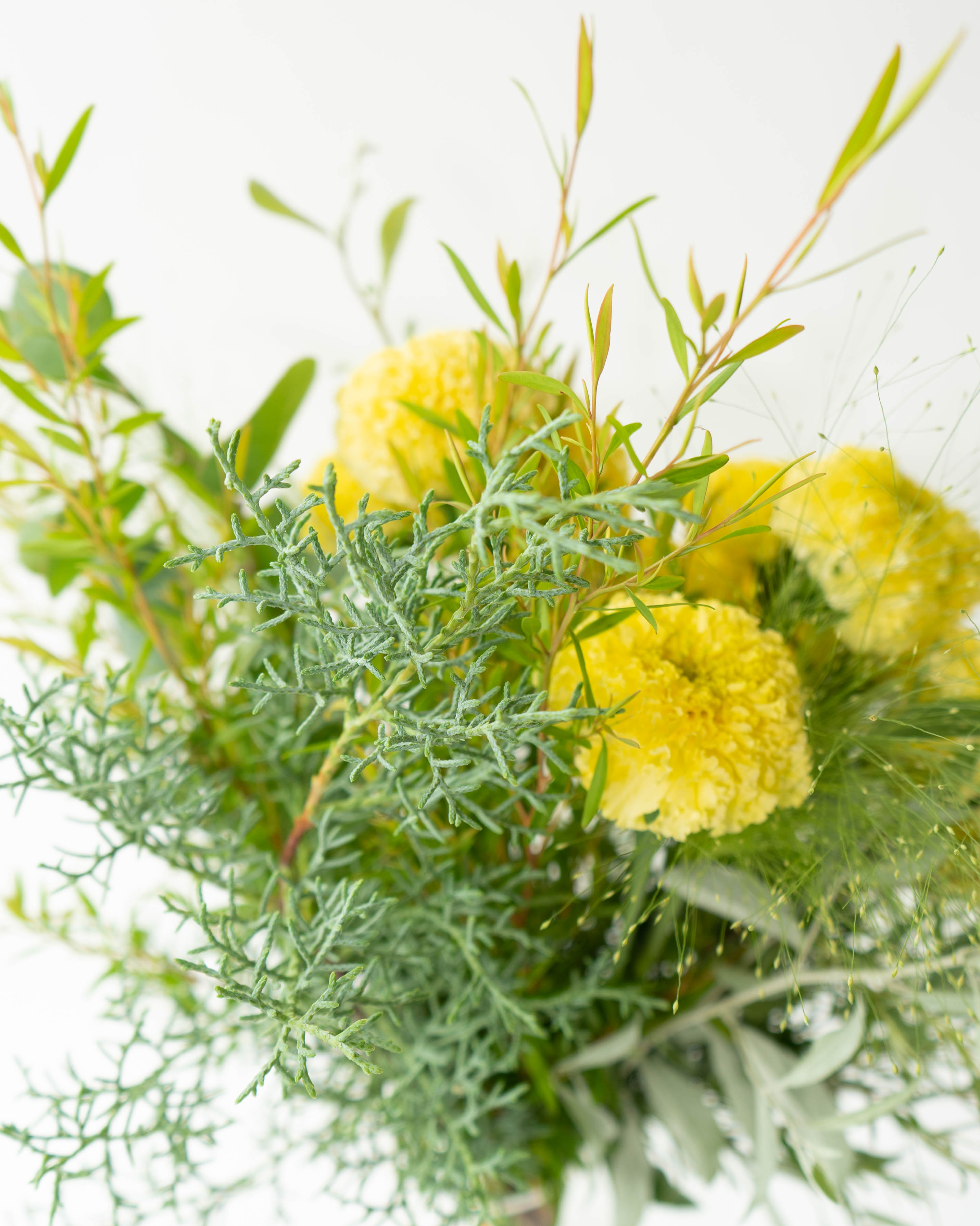 草花 産地直送 マリーゴールド 草花 花束 Sサイズ ／福岡 コスモ