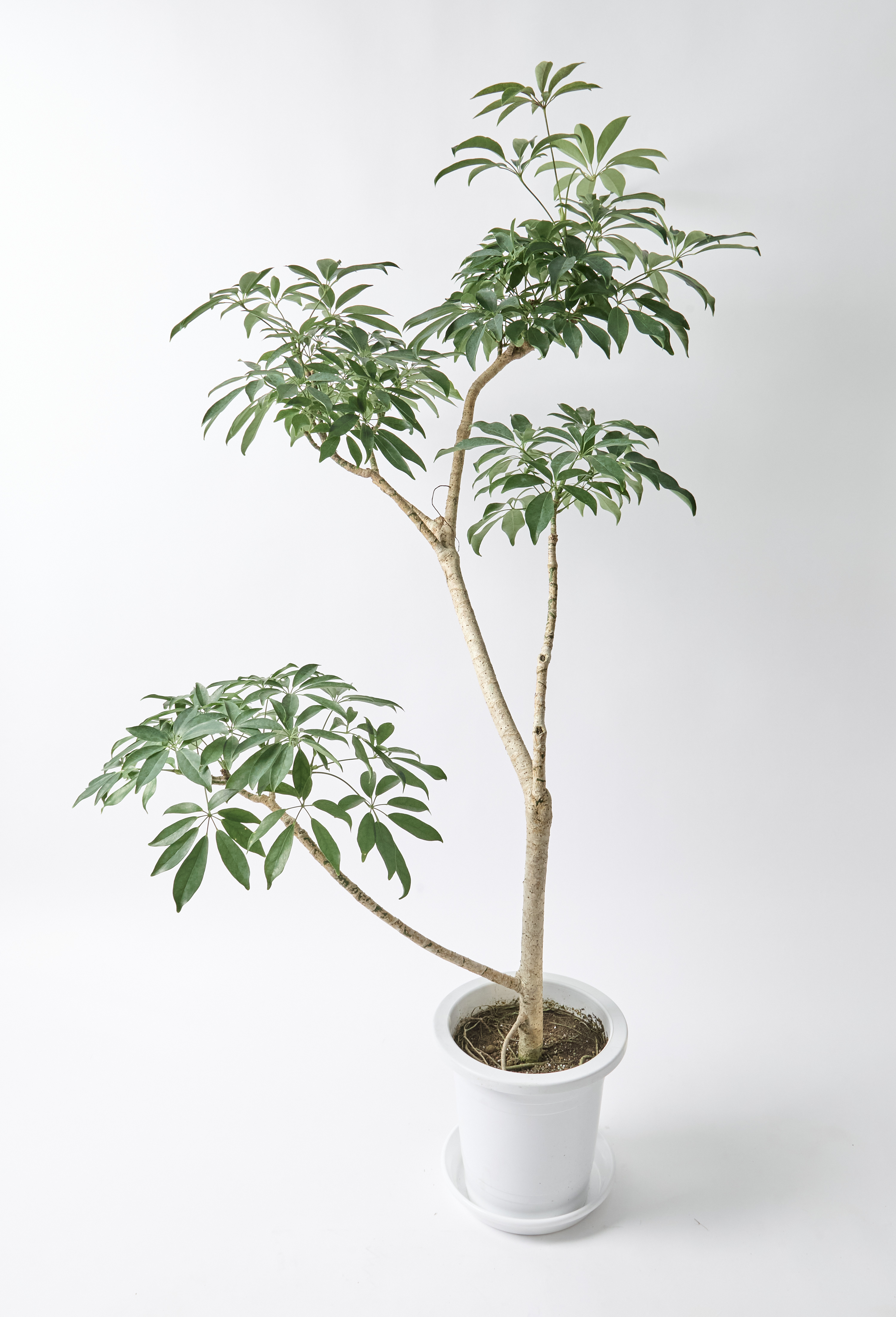 観葉植物 シェフレラ コンパクタ 8号 朴 エディラウンド 黒 付き
