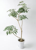 schefflera-compacta-322_0001.