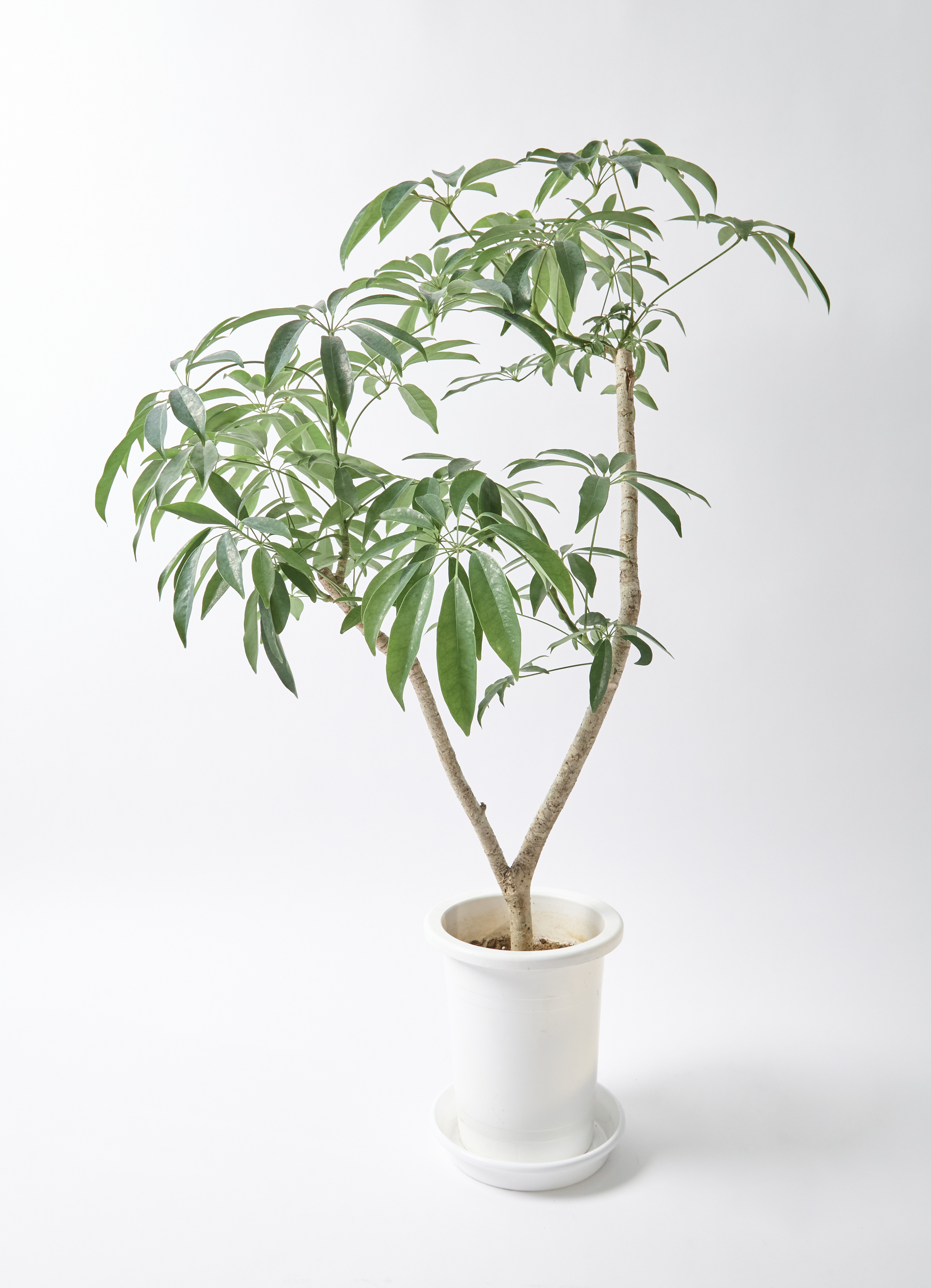 観葉植物 シェフレラ（カポック）7号 朴 プロスパー トゥーボ アンスラ