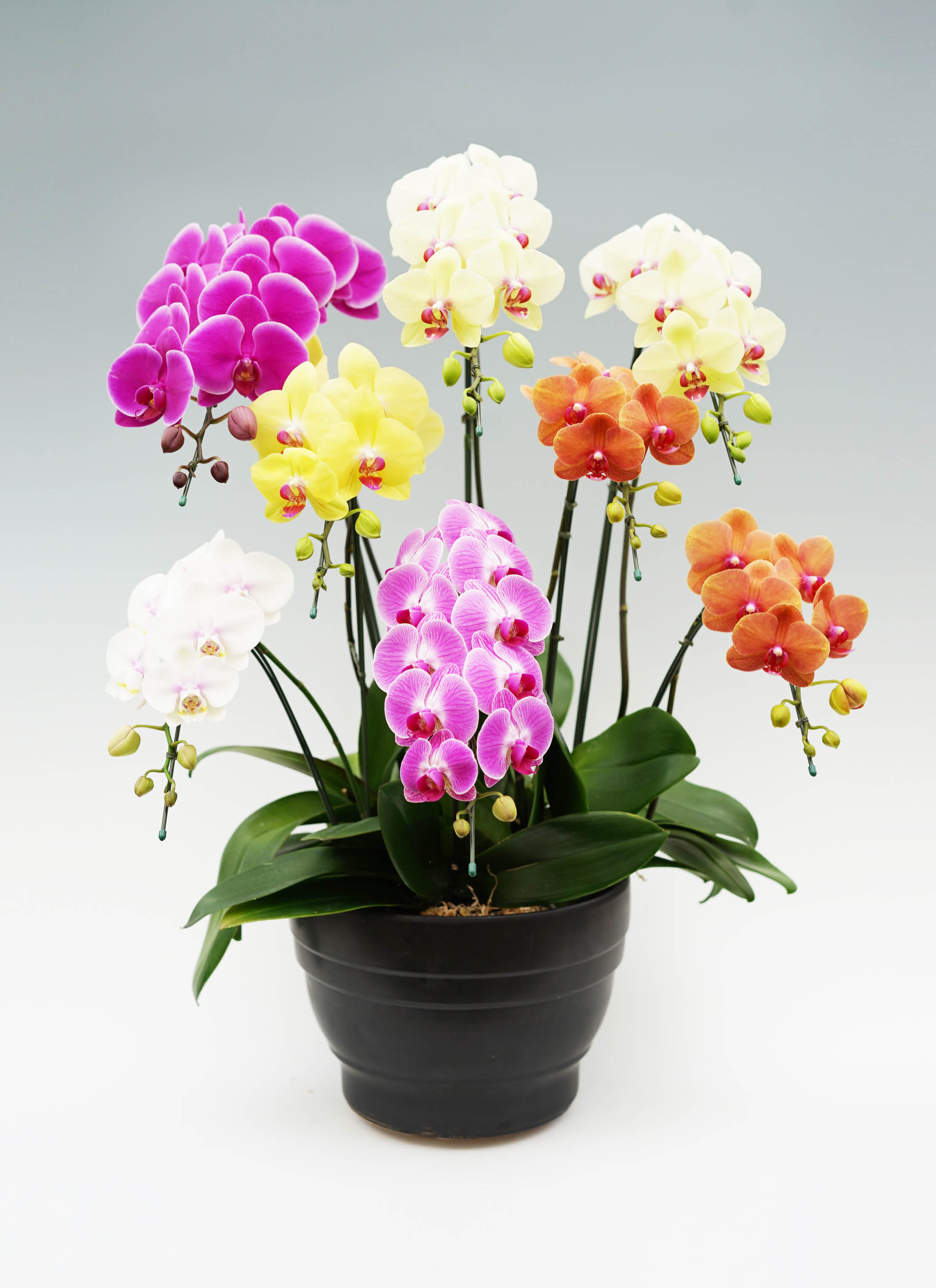 胡蝶蘭、生花 特注特大 8本立ち 【公式通販】