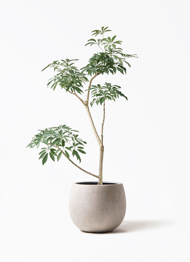 schefflera-compacta-546_1.jpg?