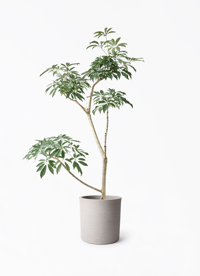 schefflera-compacta-539_1.jpg?