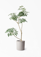 schefflera-compacta-539_1.jpg?