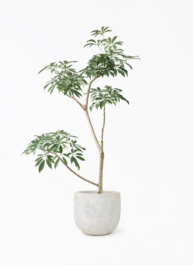 89 ✨❀シェフレラ❀✨ 植木鉢付き 観葉植物 シェフレラ（カポック）8号 朴 Sheer Pot (シアーポット