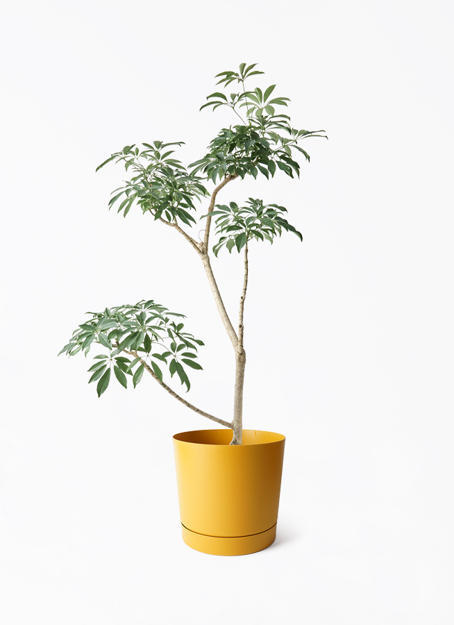 観葉植物 シェフレラ（カポック）8号 朴 フェルム シリンダー オリーブ