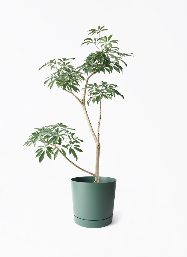 観葉植物 シェフレラ（カポック）8号 朴 フェルム シリンダー