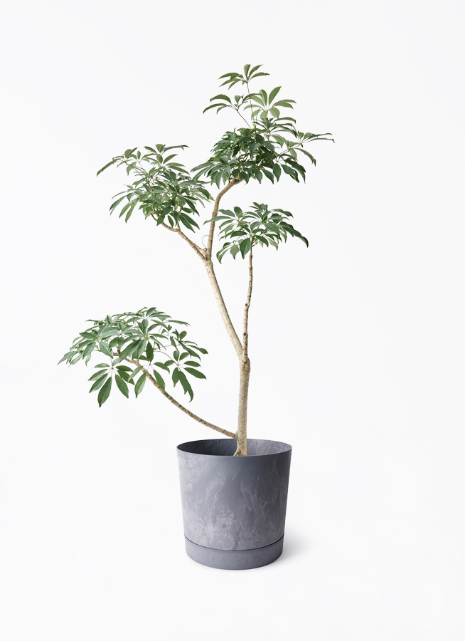 観葉植物 シェフレラ（カポック）8号 朴 ポリゴヘクサ 白 付き | 観葉