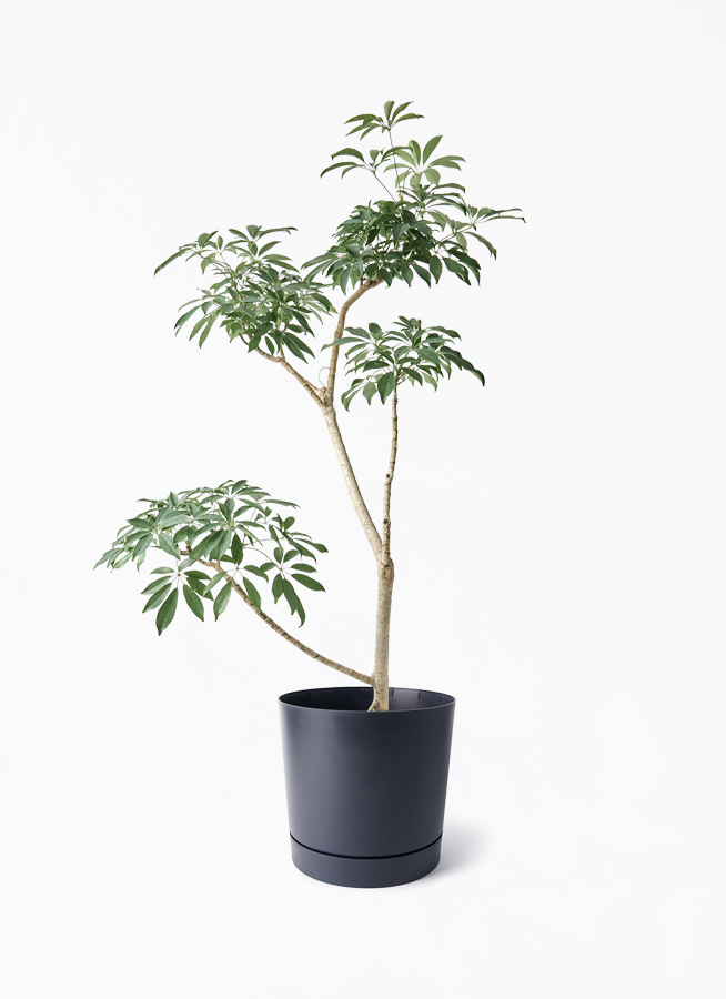 観葉植物 シェフレラ（カポック）8号 朴 プラスチック鉢 | 観葉植物